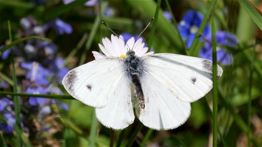 Pieris rapae (Kleiner Kohlweißling) auf Gänseblümchen