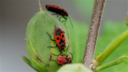 Pyrrhocoris apterus (Feuerwanze) Adulti und Nymphe