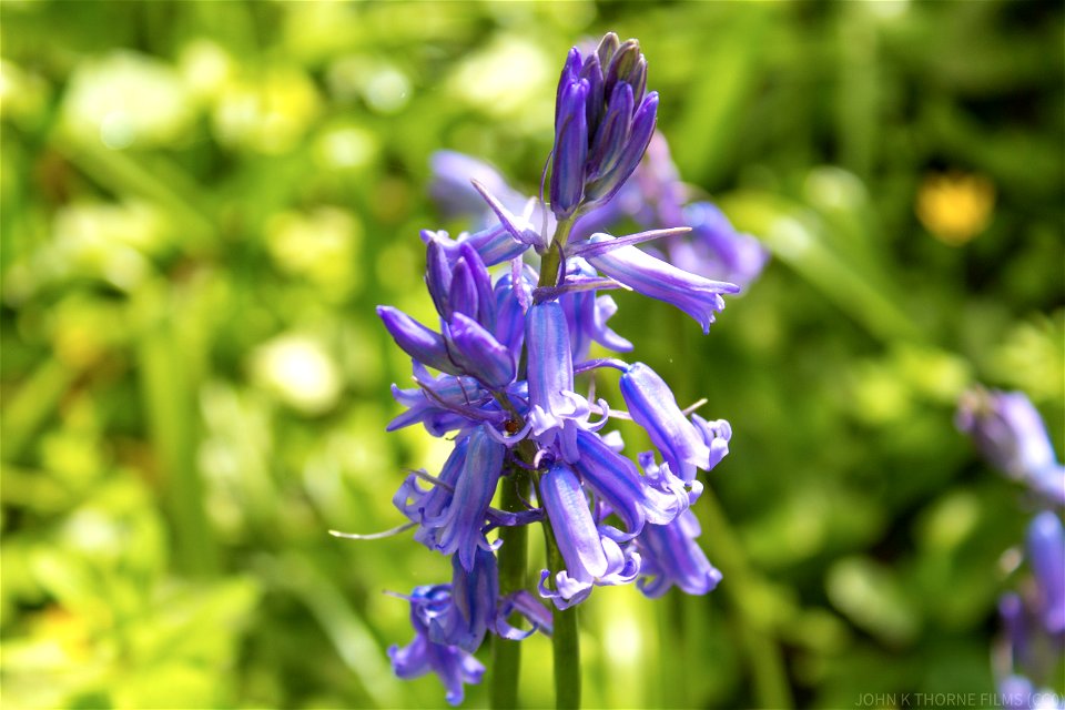 Bluebells Hyacinthoides