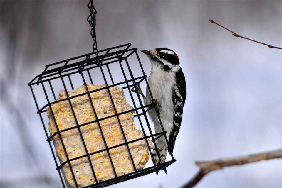 Downy woodpecker at a suet feeder photo