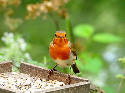 Robin of Westport