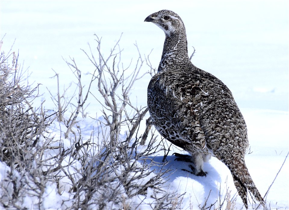 Greater sage-grouse on Seedskadee National Wildlife Refuge