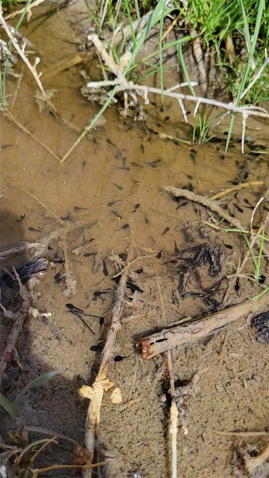 Video of Dixie Valley toad tadpoles