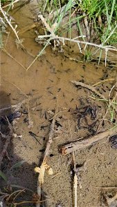 Video of Dixie Valley toad tadpoles photo