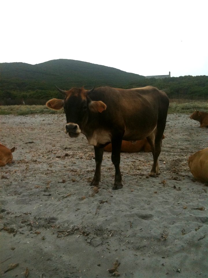 Vache sur la plage de Cala Genovese, Macinaggio