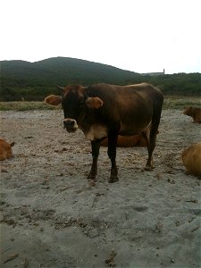 Vache sur la plage de Cala Genovese, Macinaggio