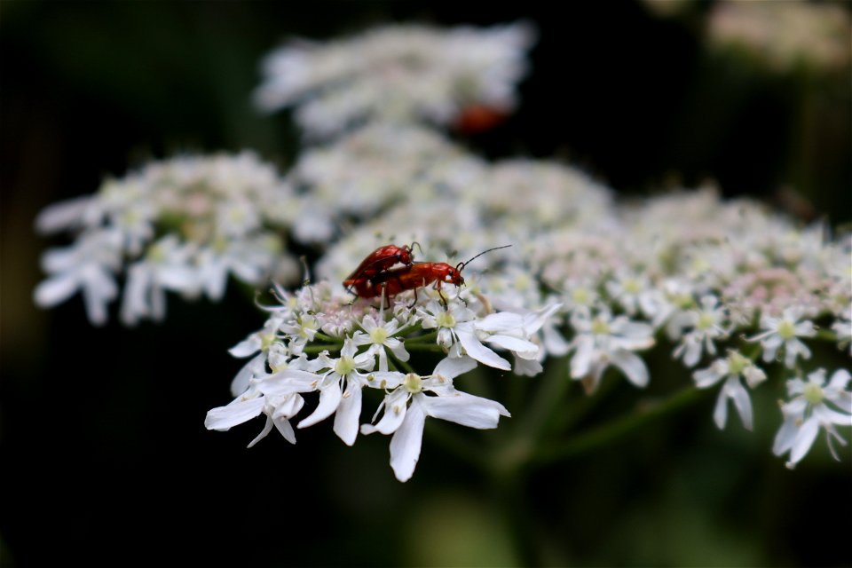 Soldier Beetles say, "It's too hot for this"! photo