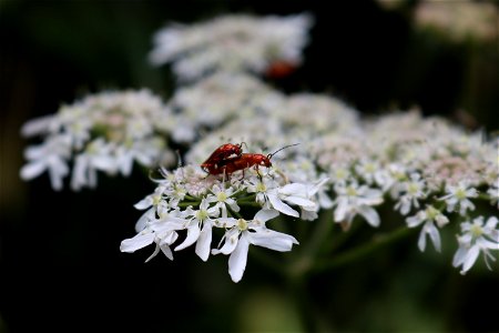 Soldier Beetles say, "It's too hot for this"! photo