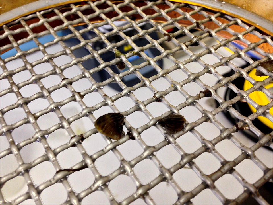 Zebra mussel processing