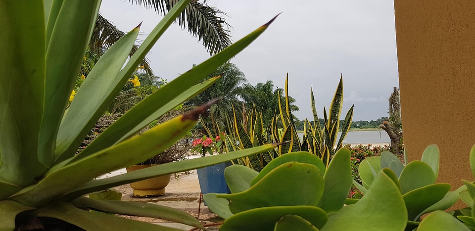 Cactus nature agave