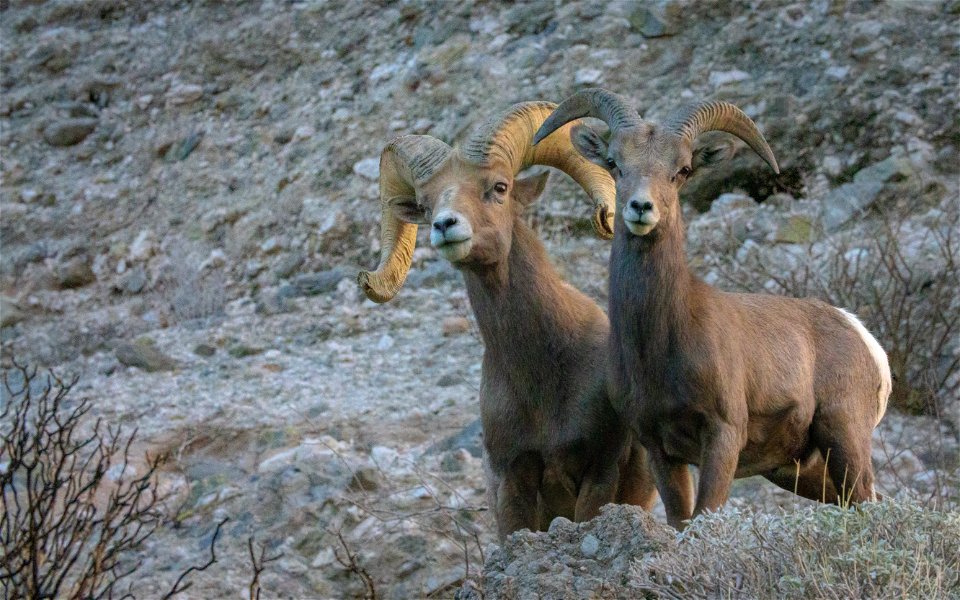 San Gorgonio Wilderness in Sand to Snow National Monument photo