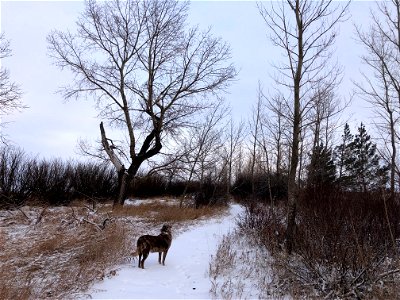 Out on the North Shelter Belt