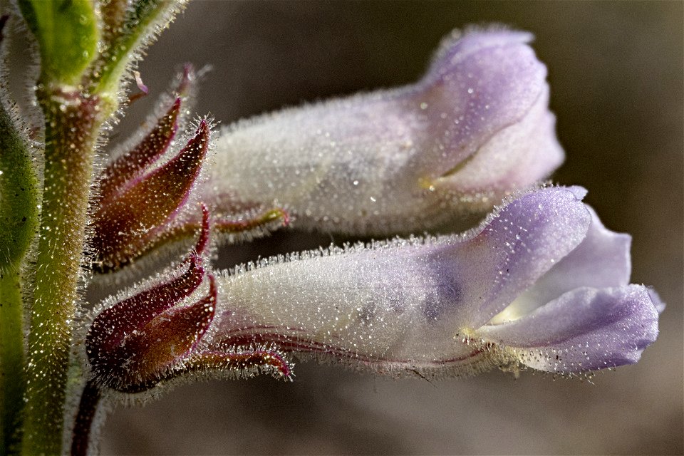 Penstemon albidus