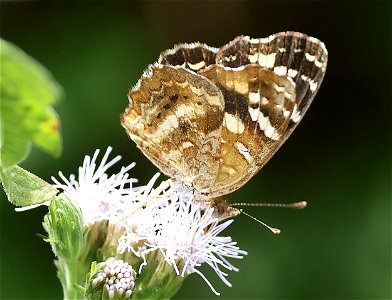 CRESCENT, PALE-BANDED (Phycoices tulcis) (02-24-2023) female, the butterfly center, hidalgo co, tx -05