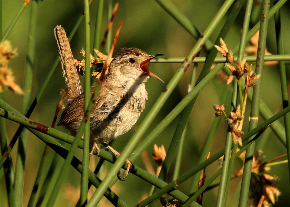 Marsh Wren Bear River Migratory Bird Refuge photo