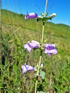 Flowered Beardtongue Lake Andes Wetland Management District South Dakota