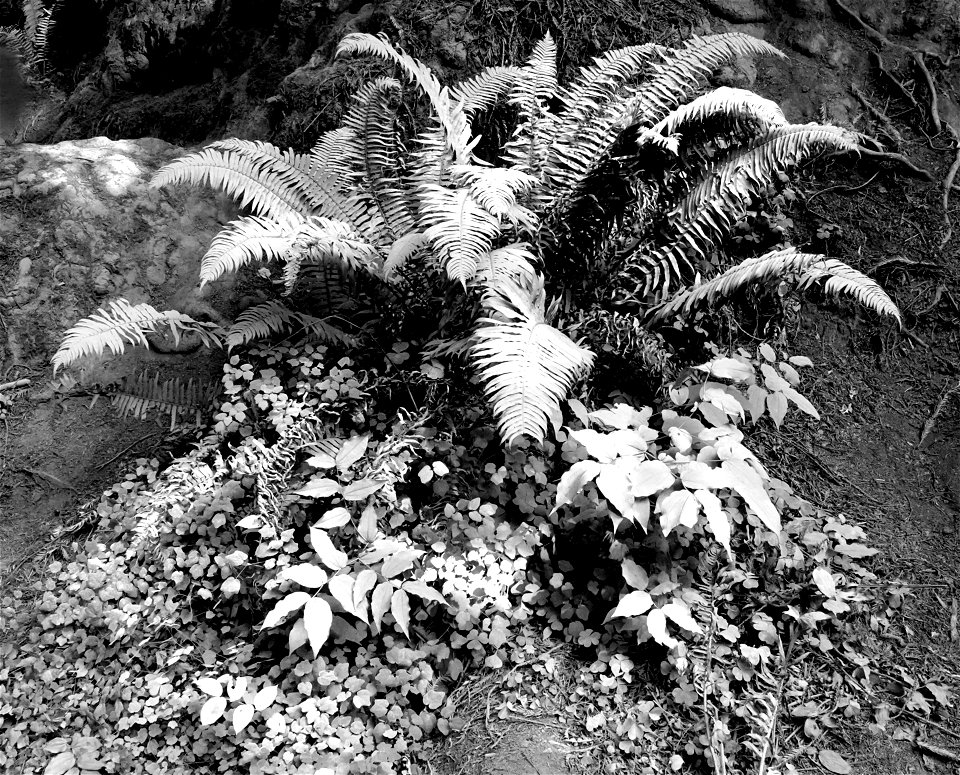 15 BLACK & WHITE STUDIES -   Dust on roadside plants, del norte co, ca (13)