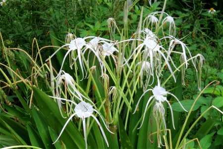 Spider Lily ( Hymencocallis latifolia )