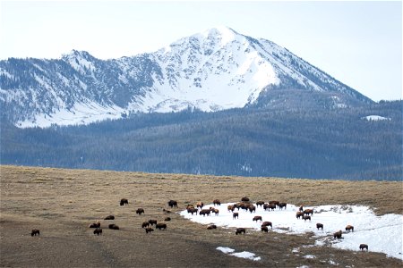 Bison on the National Elk Refuge photo