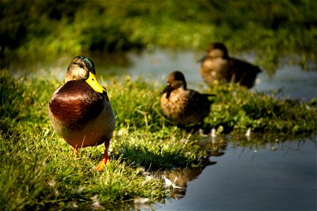 We Ducks photo