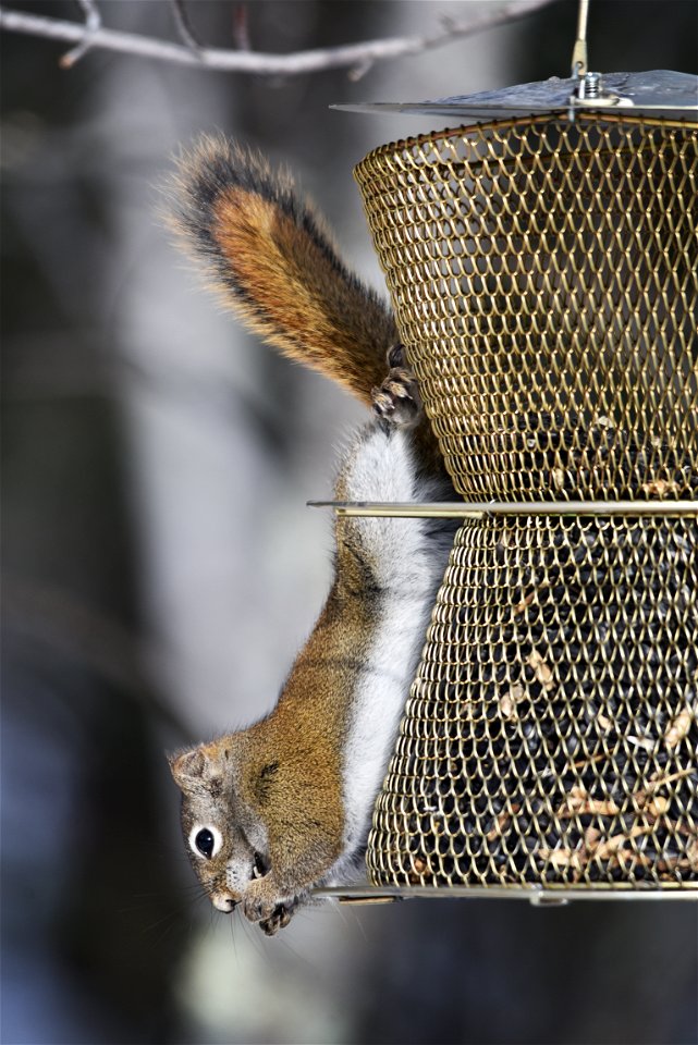 Red squirrel on a bird feeder