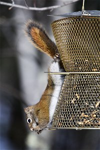 Red squirrel on a bird feeder photo