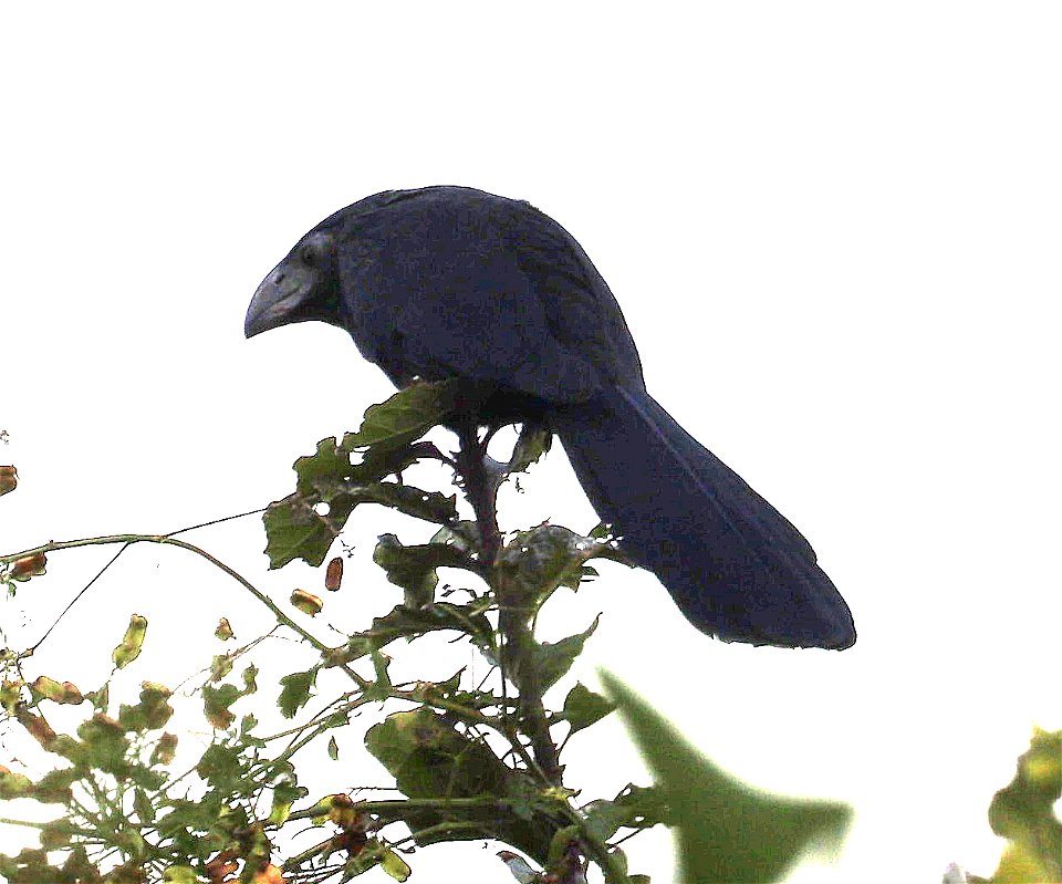 448 - GROOVE-BILLED ANI (12-07-2022) national buttrerfly center, mission, hidalgo co, tx -04