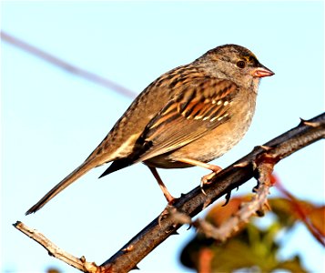 898 - GOLDEN-CROWNED SPARROW (10-16-2021) crescent city, del norte co, ca -01