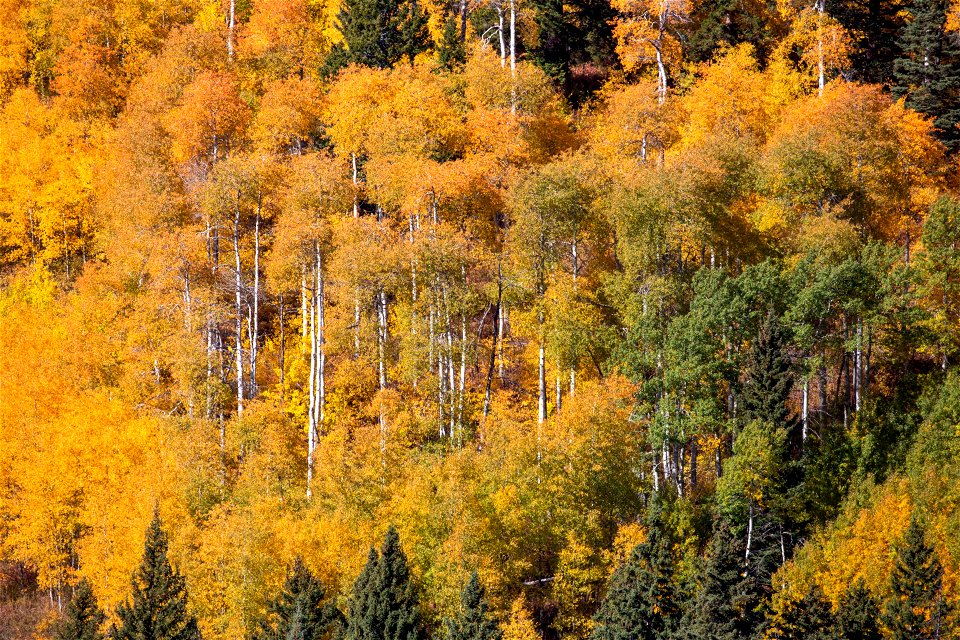 Aspen trees in fall in adjacent Custer Gallatin National Forest