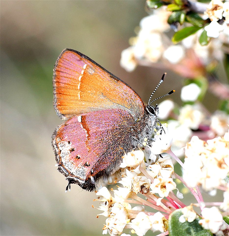 HAIRSTREAK, NELSON'S JUNIPER (Callophrys gryneus nelsonii) (04-24-2022) west of o'brian on lone mt rd at or mt botanical area, josephine co, or-01 copy