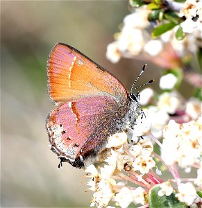 HAIRSTREAK, NELSON'S JUNIPER (Callophrys gryneus nelsonii) (04-24-2022) west of o'brian on lone mt rd at or mt botanical area, josephine co, or-01 copy