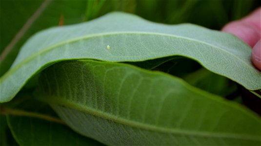Monarch egg on common milkweed photo