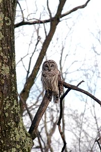 Barred Owl Rests in Tree photo