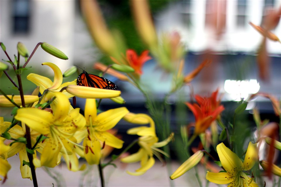 Monarch Butterfly in Minneapolis, MN photo