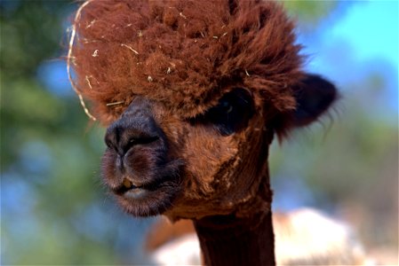 Bad Hair Day