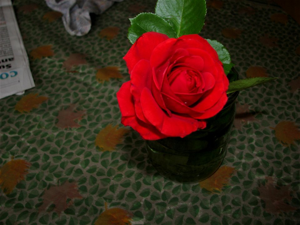 trandaf2009_0517_081941