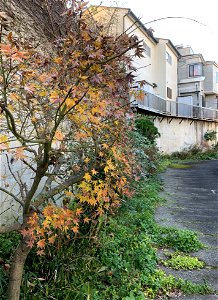 Saiwaicho, Higashikurume-shi in mid-December