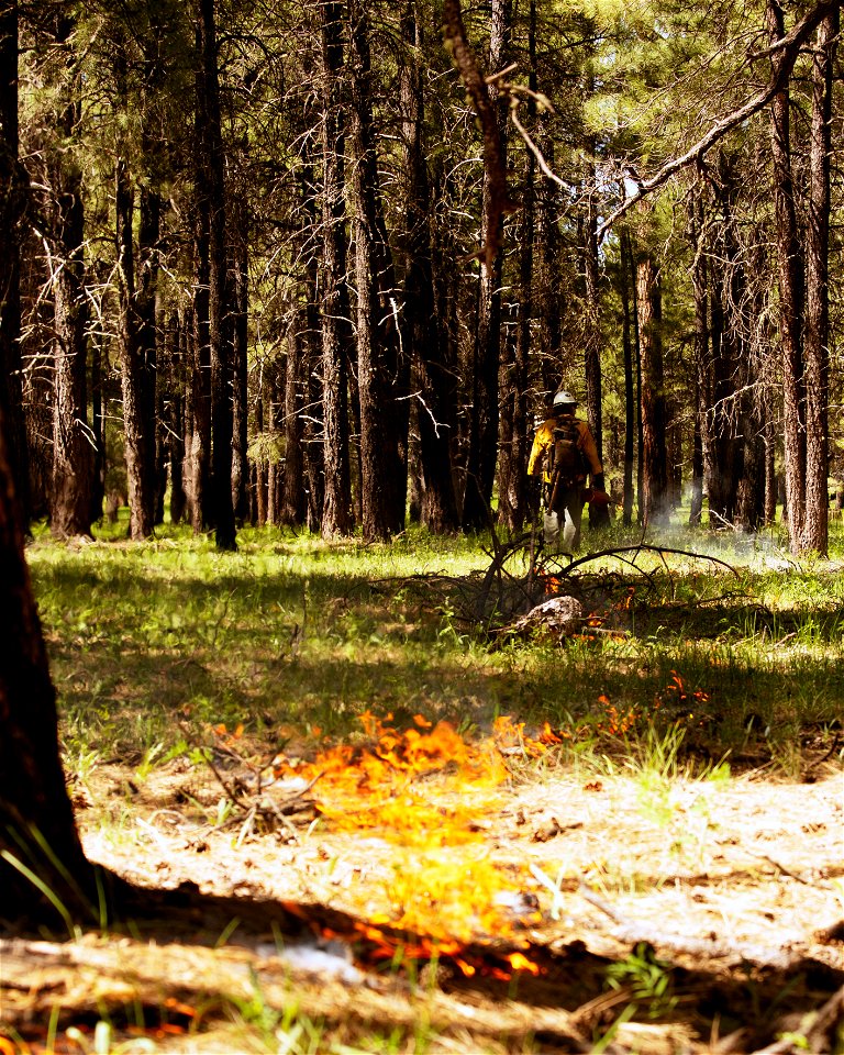 Crater Sinks prescribed fire project