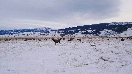 Winter Sleigh Ride photo