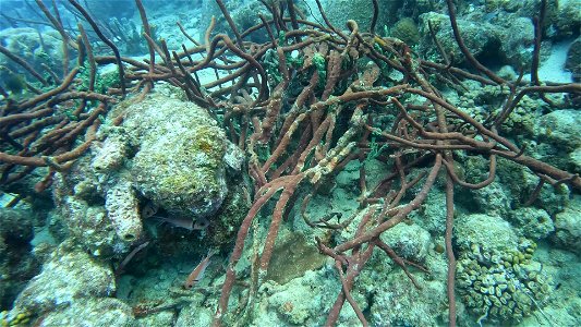 Seahorse good at hiding in sponge Salt Pier Bonaire