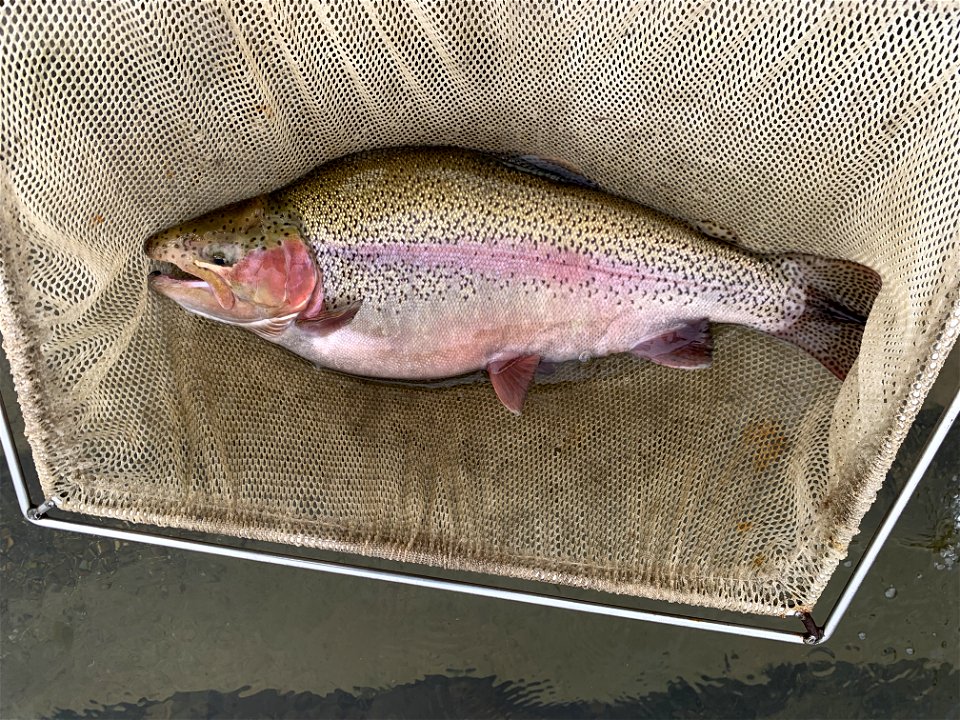 Large Rainbow Trout photo