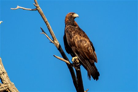 Golden Eagle 2 photo