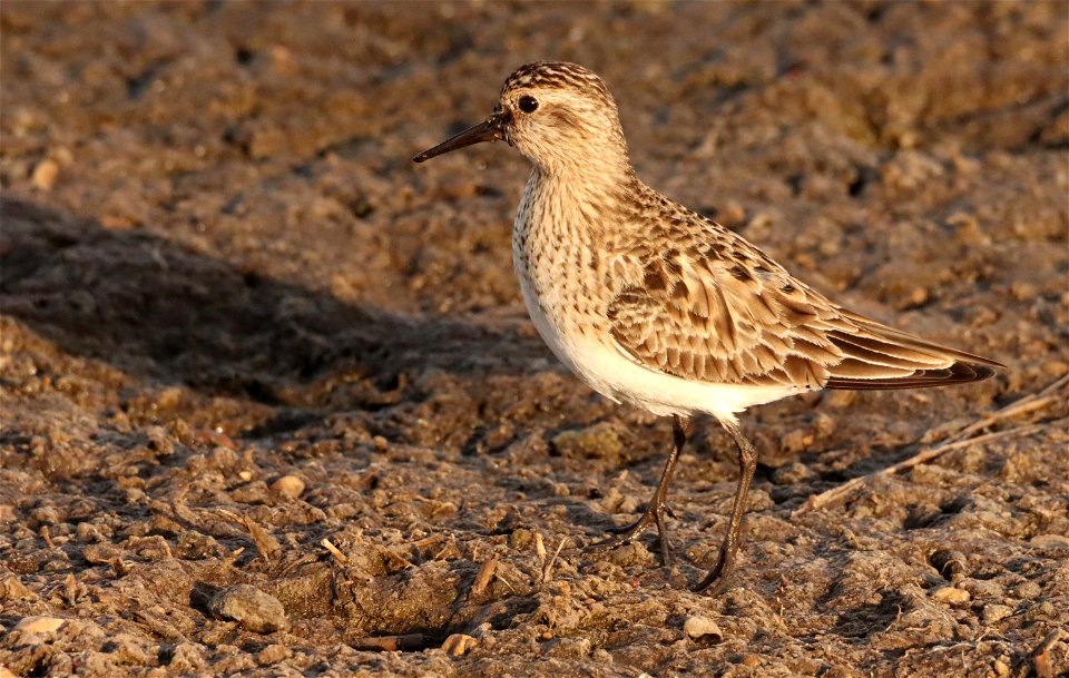 Baird's Sandpiper Huron Wetland Management District