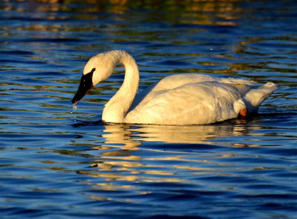 Trumpeter swan at Seedskadee National Wildlife Refuge