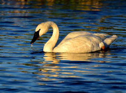 Trumpeter swan at Seedskadee National Wildlife Refuge