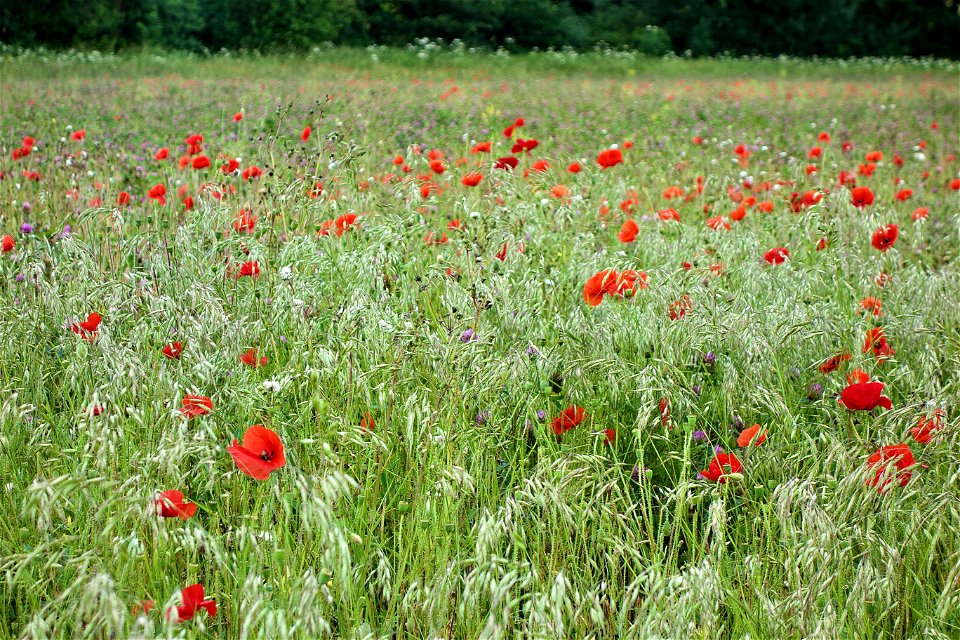Poppy Field