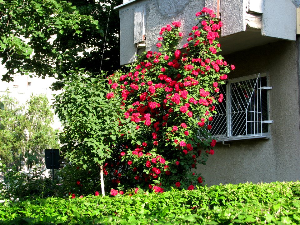 flAviatiei2009_0521_073201(1)
