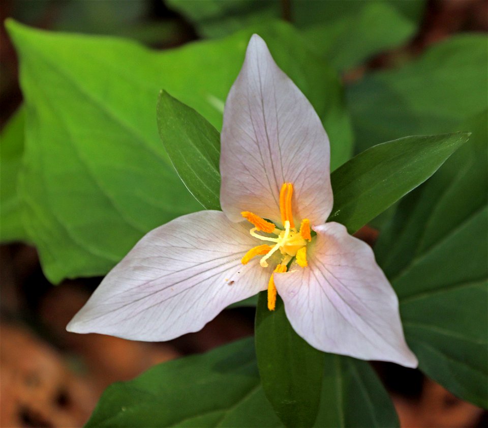 Trillium ovatum (Western trillium) (04-06-2022) french hill road, smith river nat rec area, del norte co, ca -04