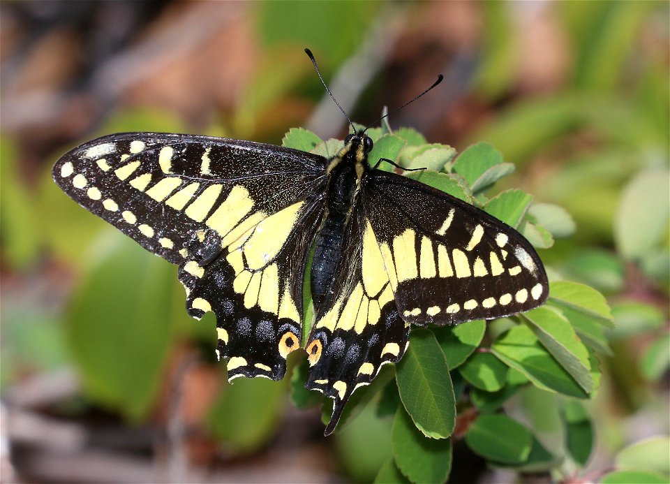 SWALLOWTAIL, ANISE (Papilio zelicaon) (6-3-2021) low divide road, del norte co, ca -02
