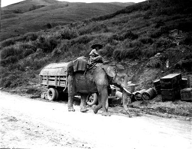 SC 221774 - One of the elephants that are being used by the 30th Div, 1st Army on their march south thru the village of Pa-Tu on the road to Nanning.